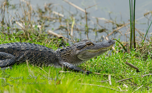 Alligator