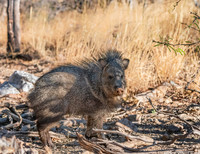 Javalina