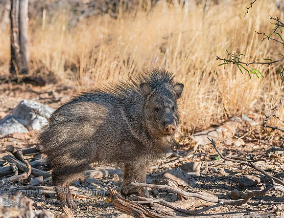 Javalina