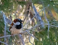 House Sparrow, Breeding Plumage
