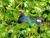 Purple Gallinule