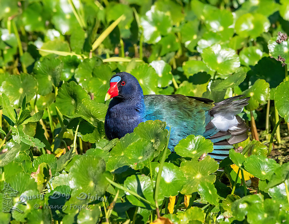 Purple Gallinule