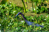 Little Blue Heron