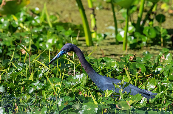 Little Blue Heron