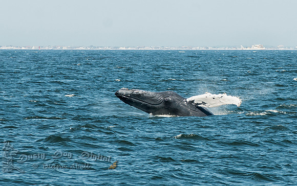 Humpback Whale off Atlantic Highlands, NJ