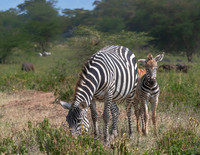 Zebra with Baby