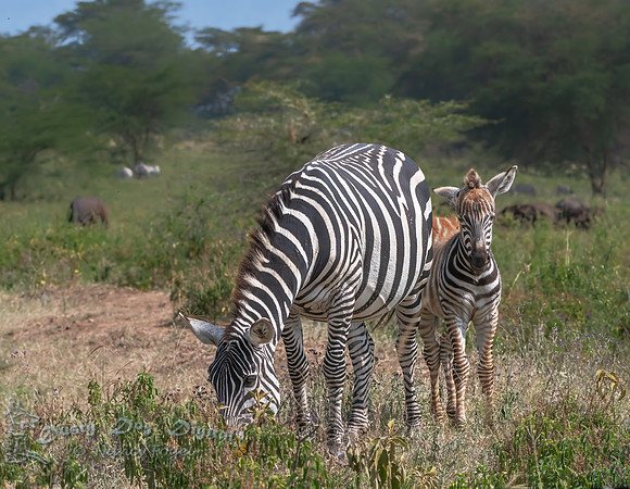 Zebra with Baby