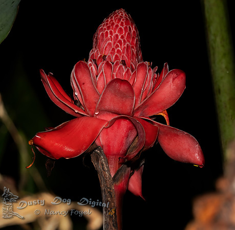 Torch Ginger