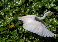 Snowy Egret