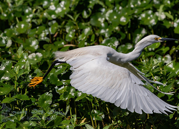 Snowy Egret