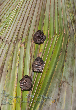 Tent-making Bats