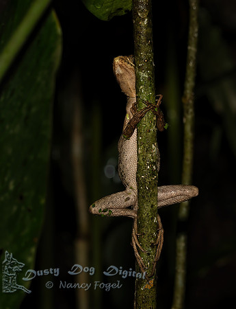 Brown Basilisk Lizard