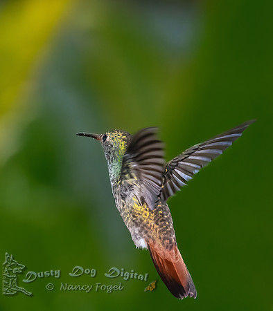 Rufous-tailed Hummingbird, Juvenile