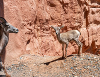 Mountain Goats Exiting Tunnel we were entering