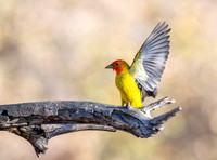 Birds of Arizona