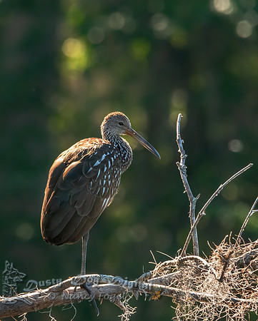 Limpkin