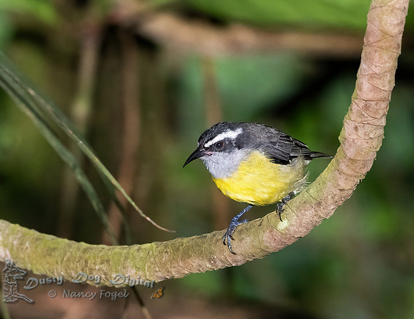 Bananaquit