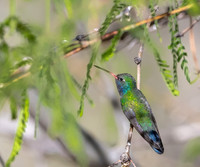 Broad-Billed Hummingbird