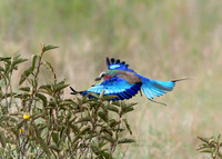 Lilac-breasted Roller in Flight