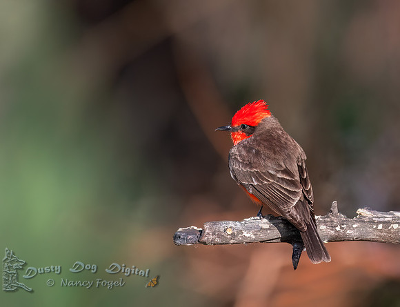 Vermilion Flycatcher