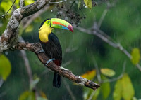 Birds, other than Hummingbirds