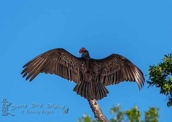 Turkey Vulture