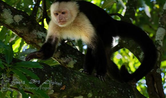 White-faced Capuchin