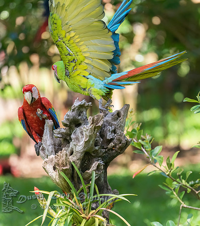 Scarlet Macaw & Great Green Macaw