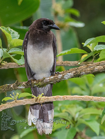 Brown Jay