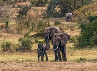 Elephant Family