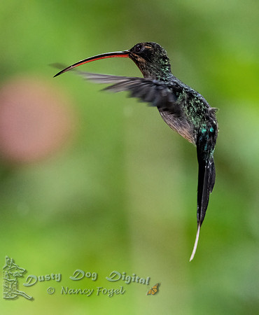 Green Hermit, Female