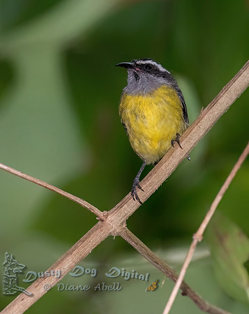 Bananaquit