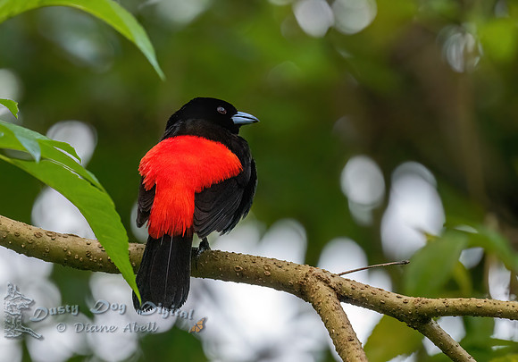 Scarlet-rumped Tanager