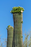 Saguaro Cactus starting to Bloom