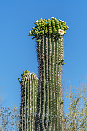 Saguaro Cactus starting to Bloom