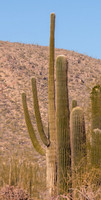 Saguaro Cacti