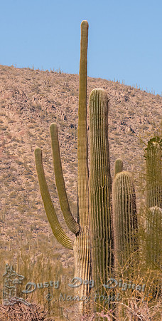 Saguaro Cacti