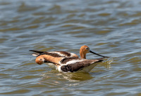 Avocet Pair