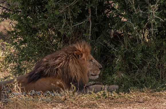 Lion Resting