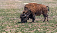 Bison