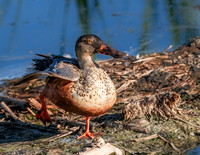 Northern Shoveler