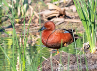 Cinnamon Teal