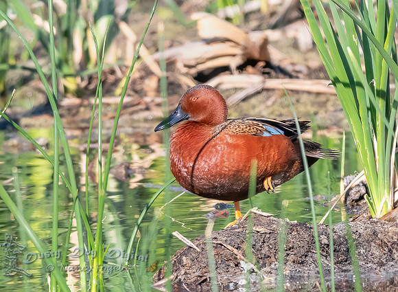 Cinnamon Teal