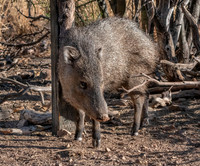 Javalina (Wild Pig)