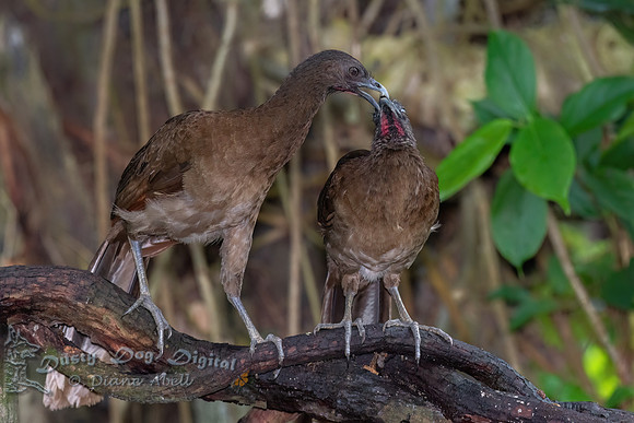 Plain Chachalacas, adult & juvenile