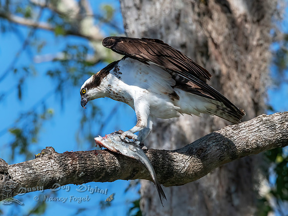 Osprey With Catch