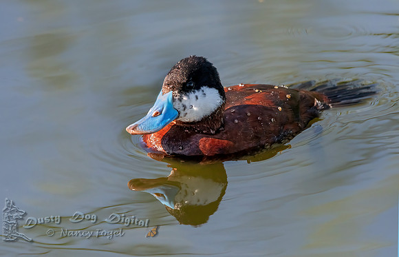 Ruddy Duck, Male