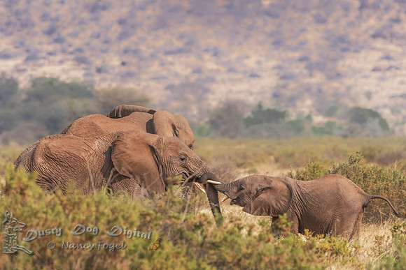 Baby Elephant Loves Mom