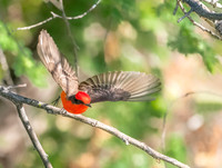 Vermilion Flycatcher in Flight