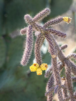 Jumping Cholla